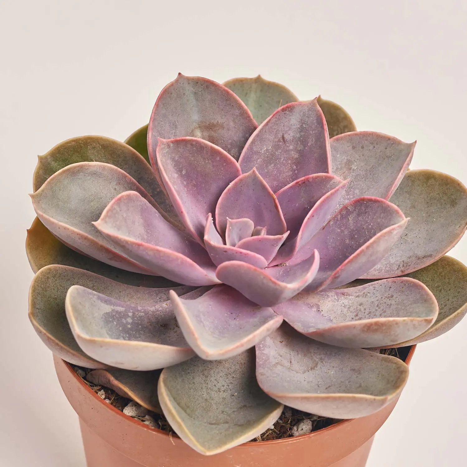 Зображення товару Сукулент мікс, артикул: 2084