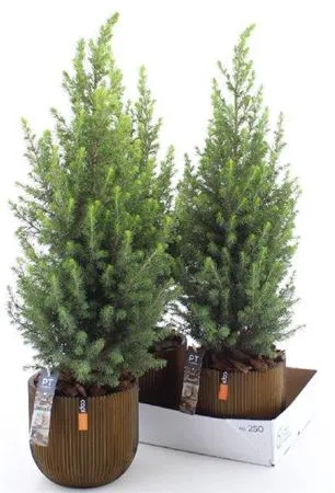 Ялина Магніфік в кер., артикул: 53624 Зображення товару Ялина Магніфік в кер., артикул: 53624