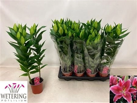 Зображення товару Лілія рожева, артикул: 27369