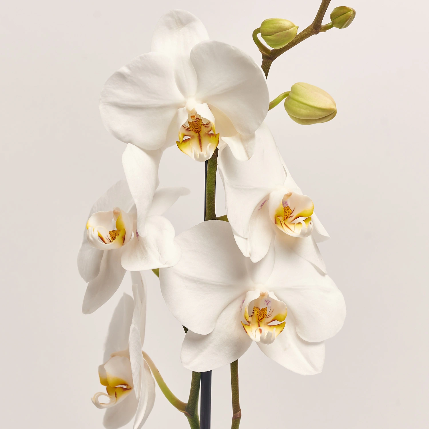 Фаленопсис 1ст. мікс, артикул: 49935 Зображення товару Фаленопсис 1ст. мікс, артикул: 49935