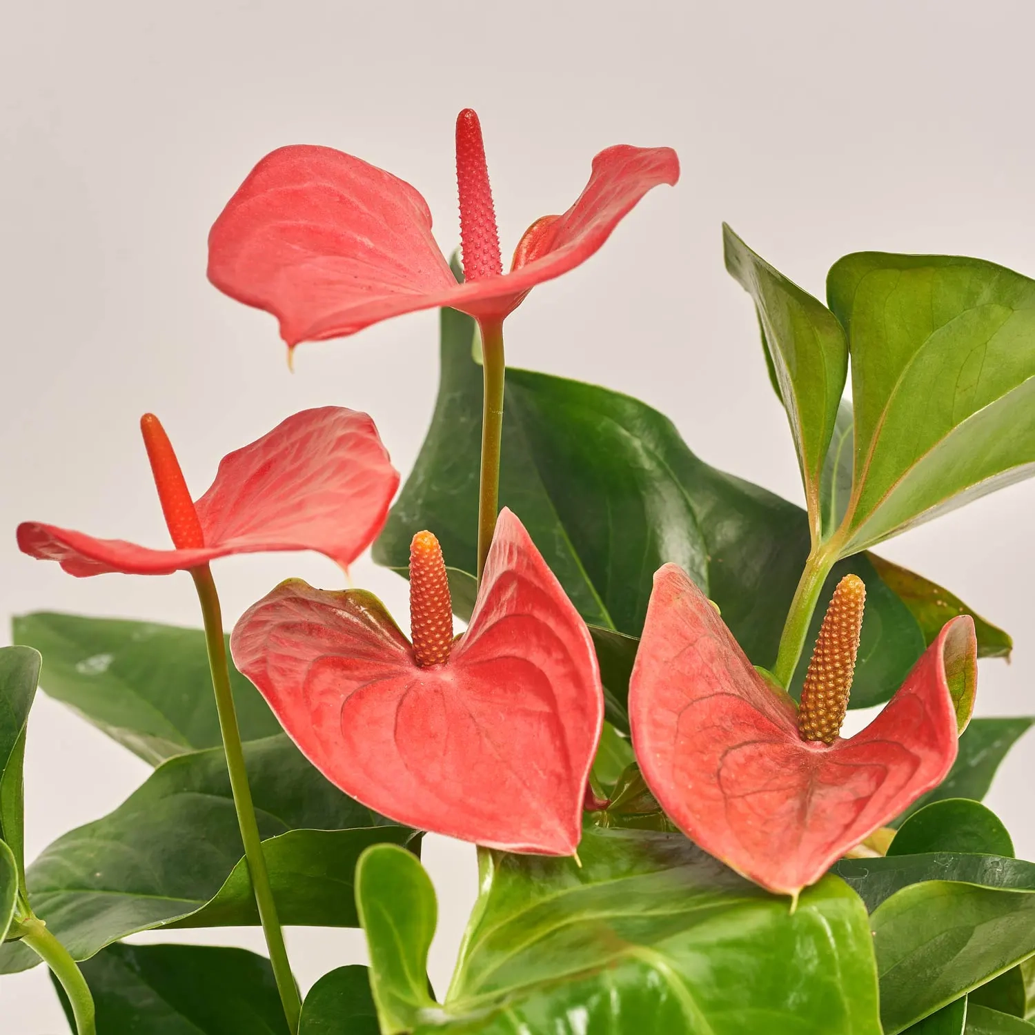 Антуріум Меліто, артикул: 52982 Зображення товару Антуріум Меліто, артикул: 52982