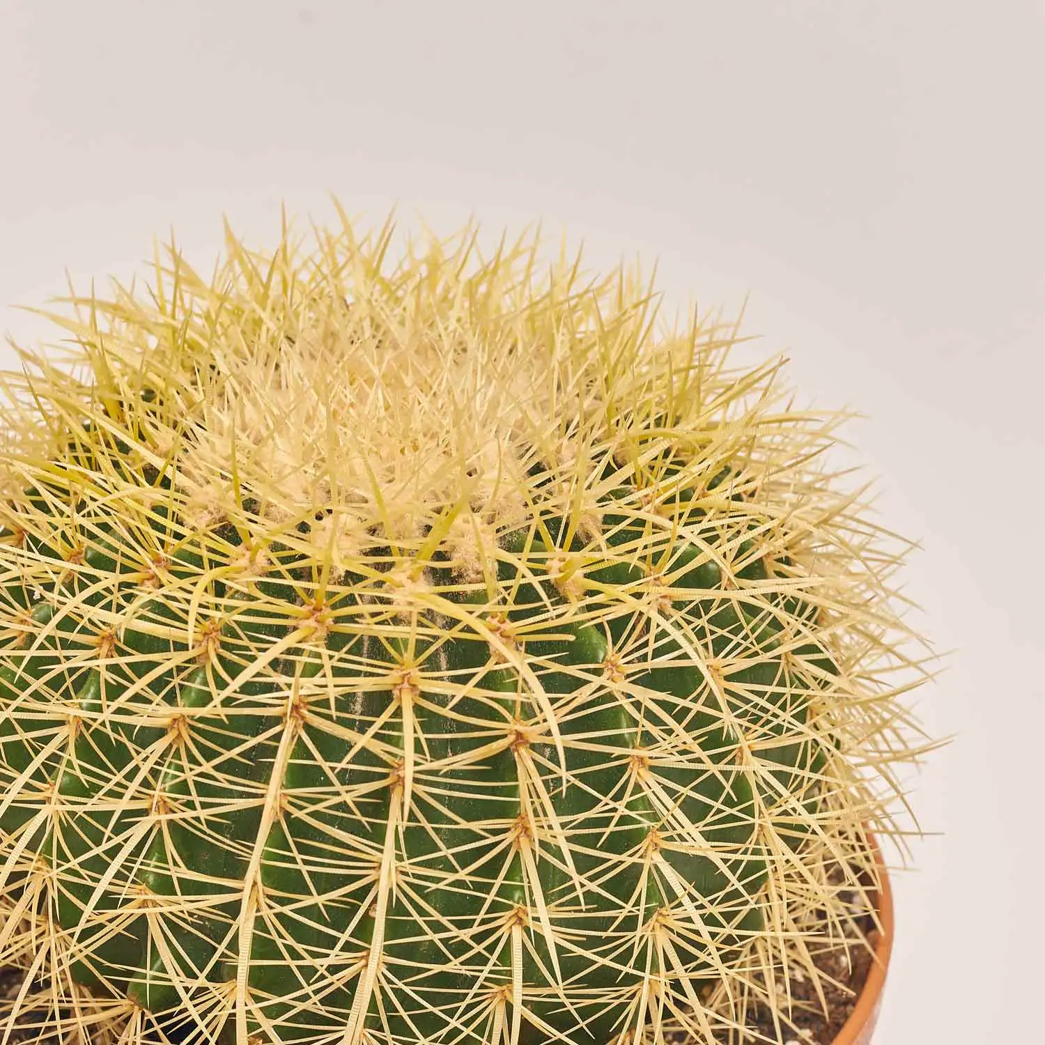 Зображення товару Ехінокактус Грузоні, артикул: 7439