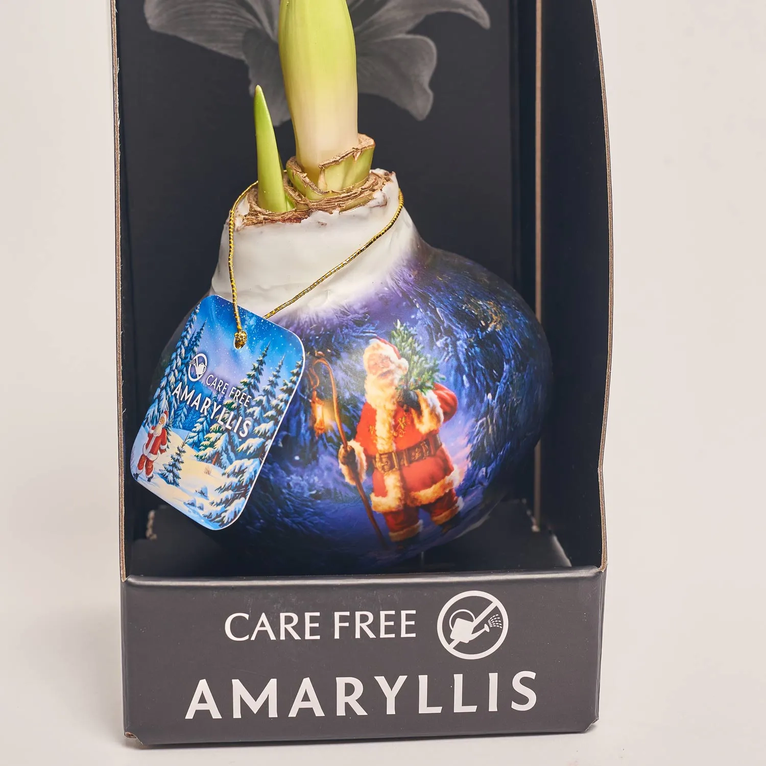 Зображення товару Амариліс Санта принт у воску в коробці, артикул: 54043
