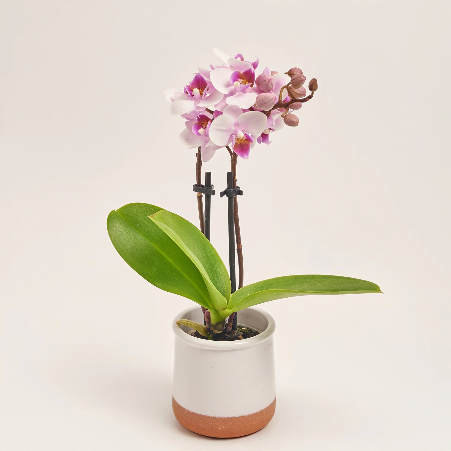 Зображення товару Фаленопсис міні в кер. 2ст., артикул: 1322