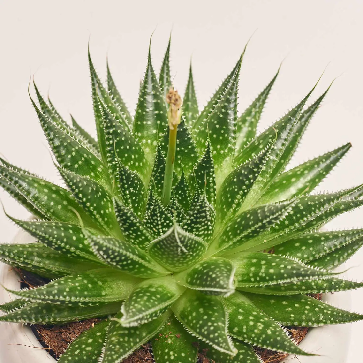 Зображення товару Сукулент мікс, артикул: 5756