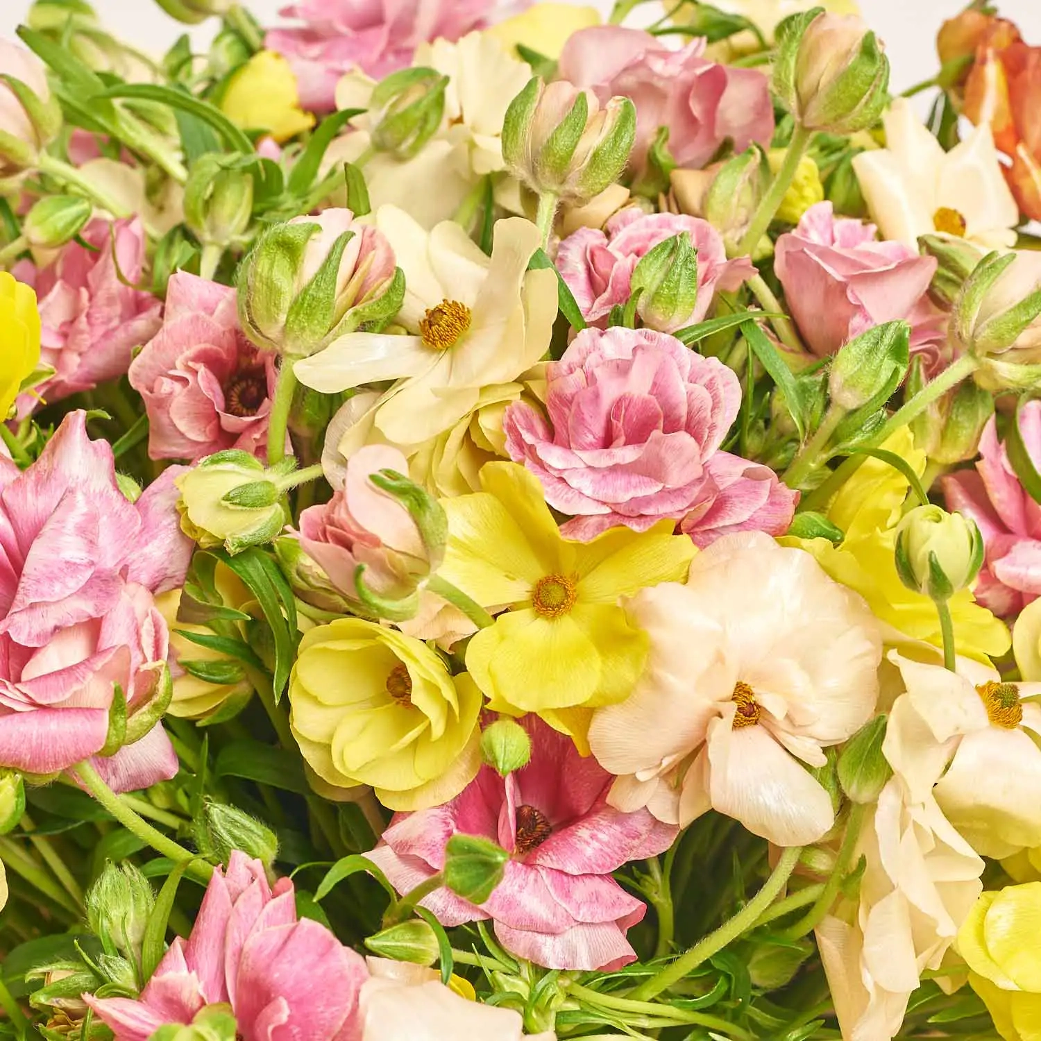 Зображення товару Букет 51 Ранункулюс Батерфляй Мікс F836, артикул: 57559