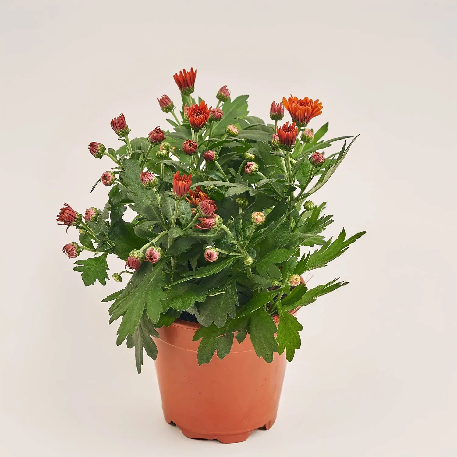 Зображення товару Хризантема Крістал помаранчева, артикул: 52842