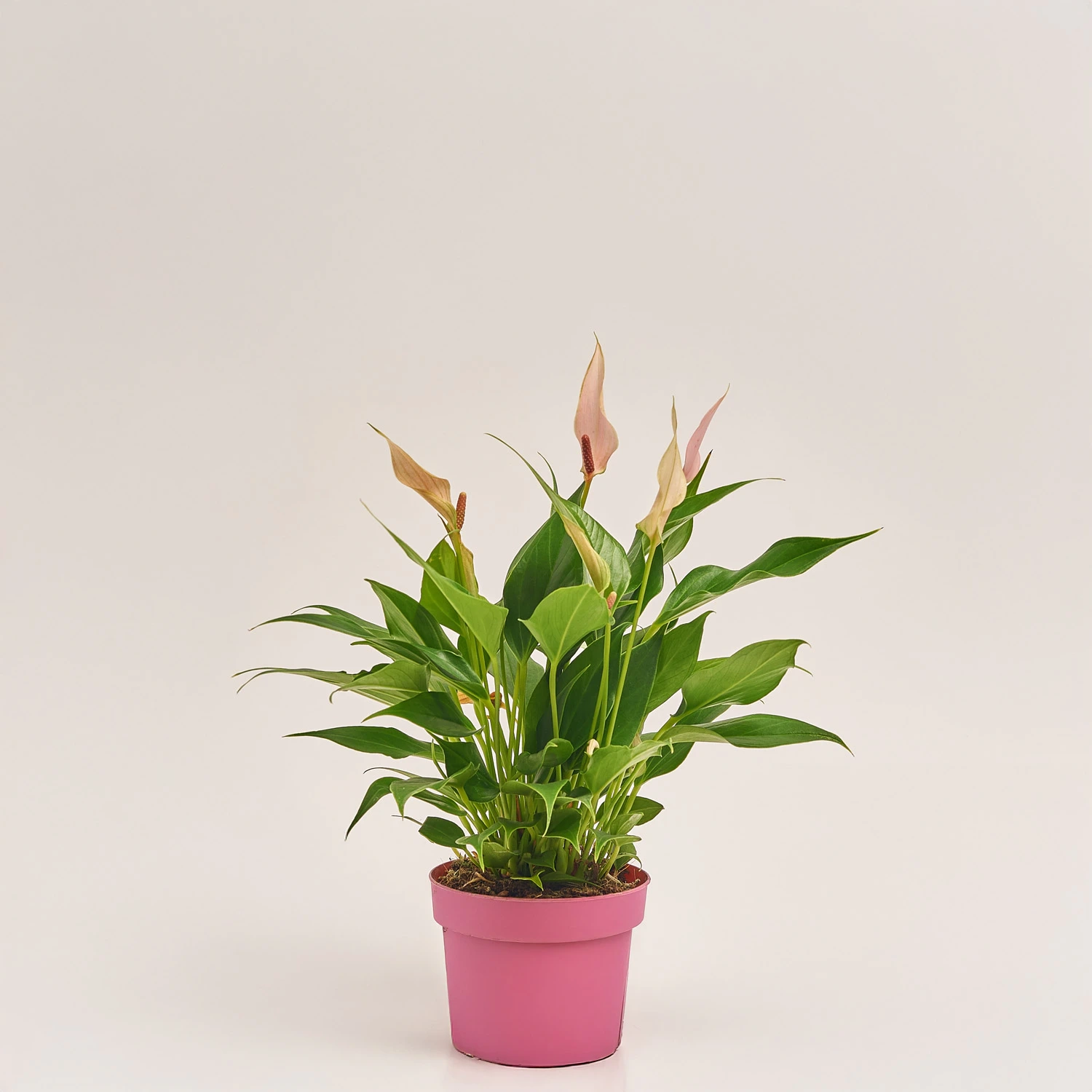 Зображення товару Антуріум Лілі, артикул: 43427