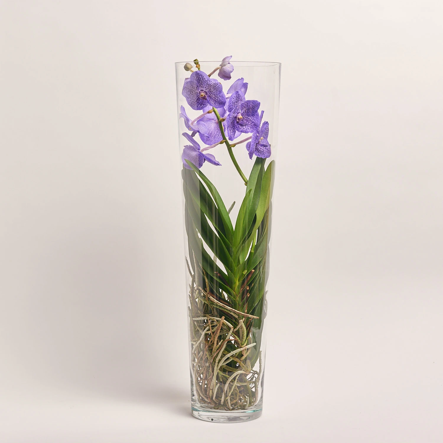 Зображення товару Ванда Лізанне мікс у склі, артикул: 55442