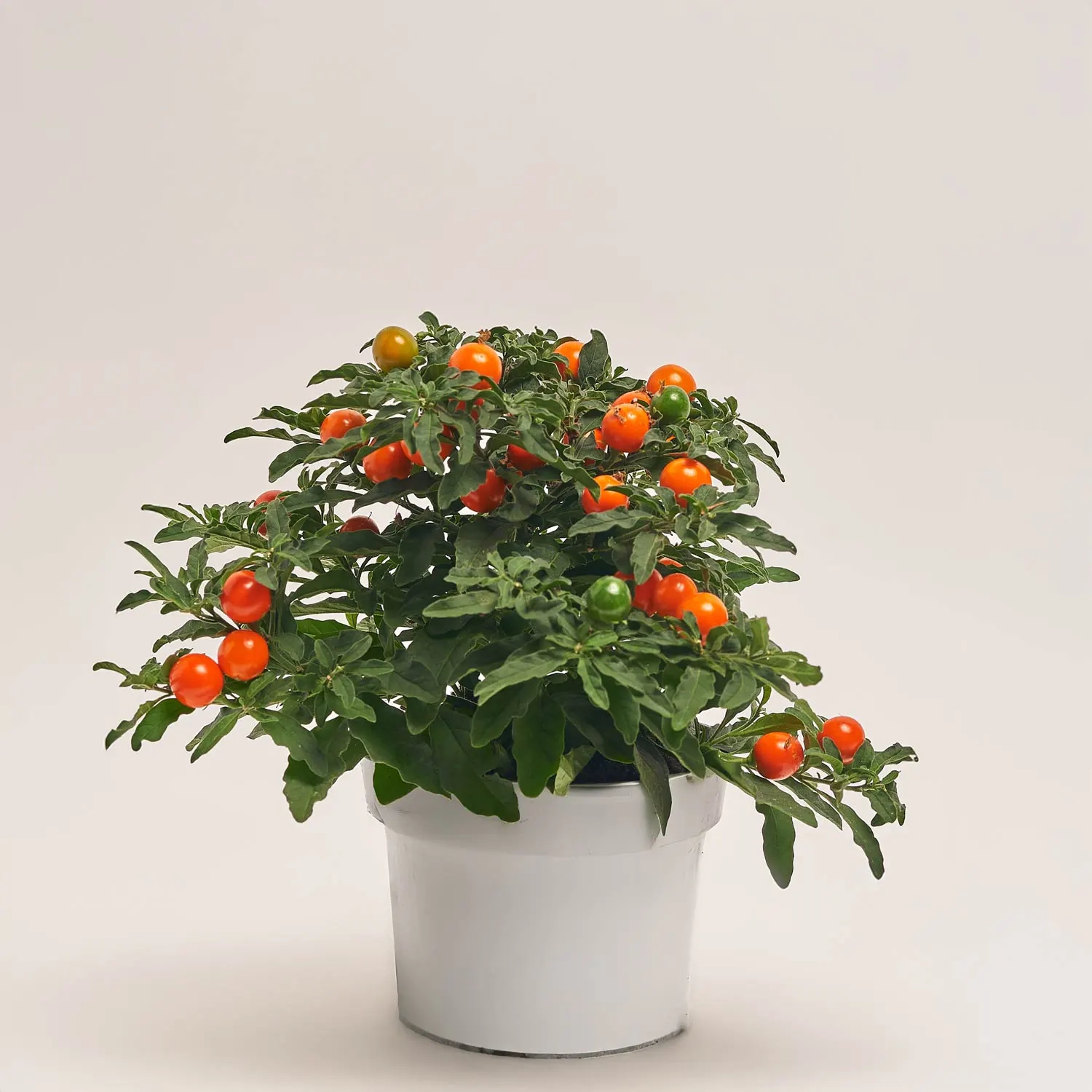 Соланум псевдокапсікум, артикул: 16028 Зображення товару Соланум псевдокапсікум, артикул: 16028