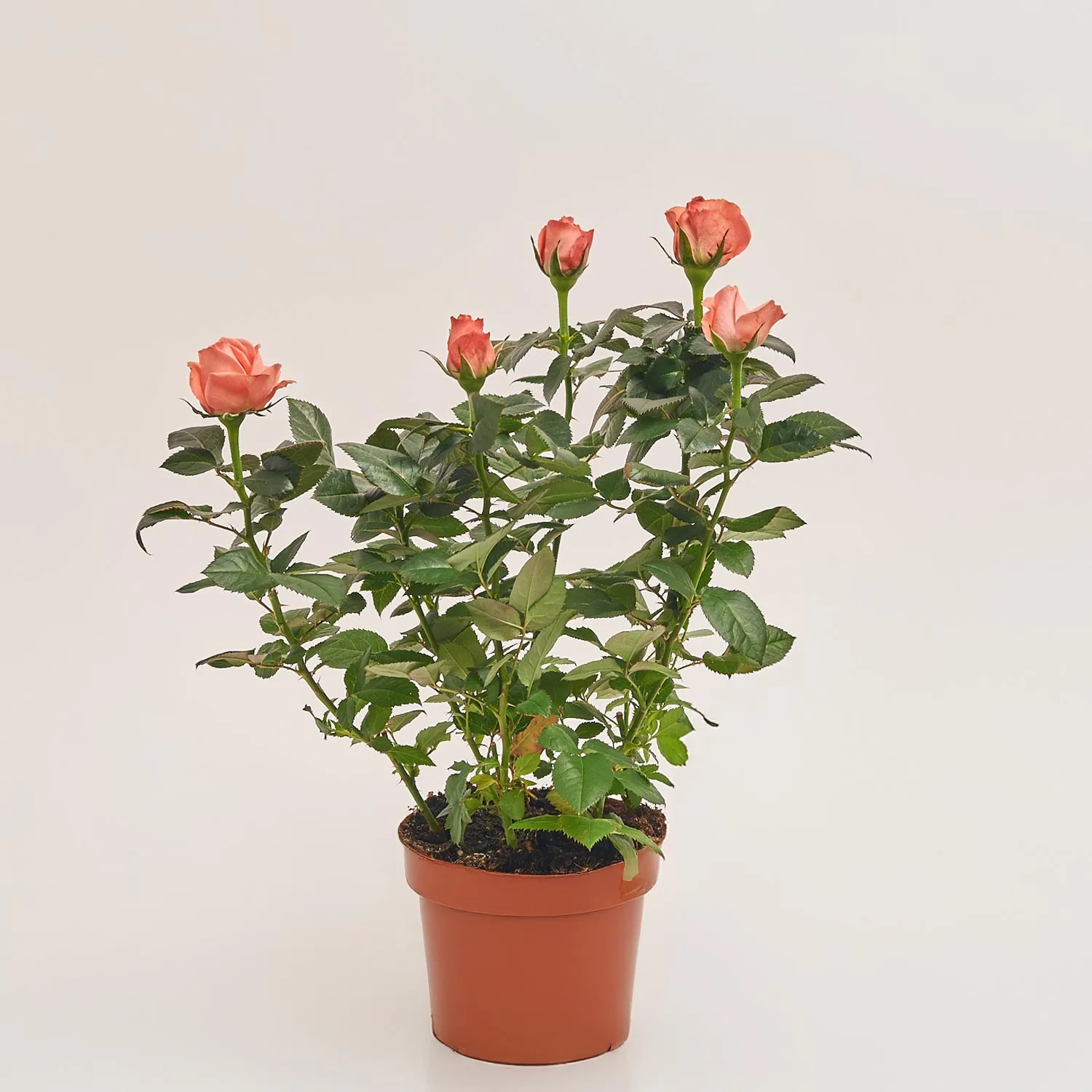 Зображення товару Троянда мікс, артикул: 1293