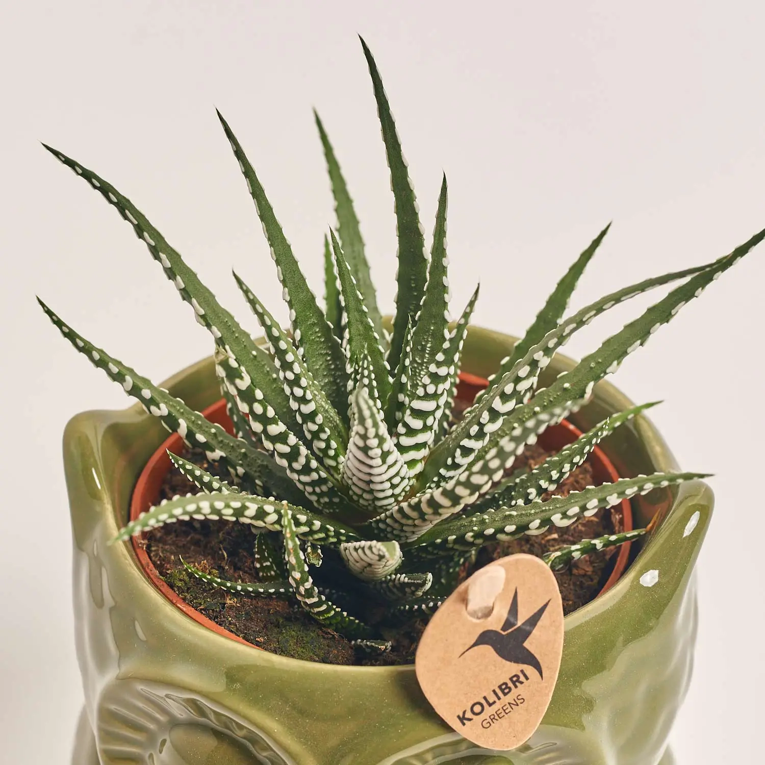 Зображення товару Сукулент мікс "Сова", артикул: 46244