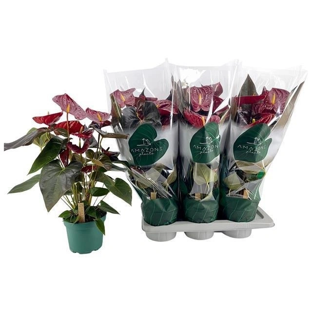 Зображення товару Антуріум Деліката, артикул: 57432