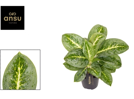 Зображення товару Аглаонема Лемон Мінт, артикул: 56905