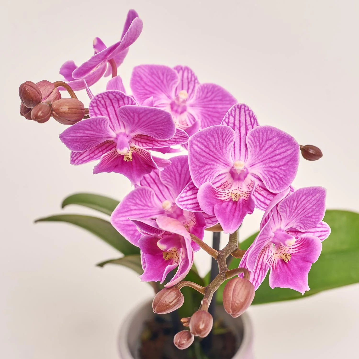 Зображення товару Фаленопсис міні в кер. 2ст., артикул: 1322