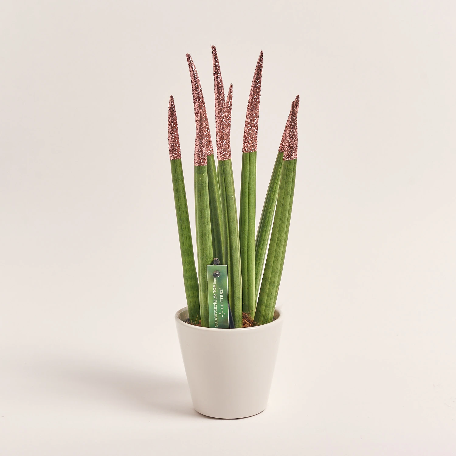 Зображення товару Сансевієрія Циліндріка гліттер в кер., артикул: 10110
