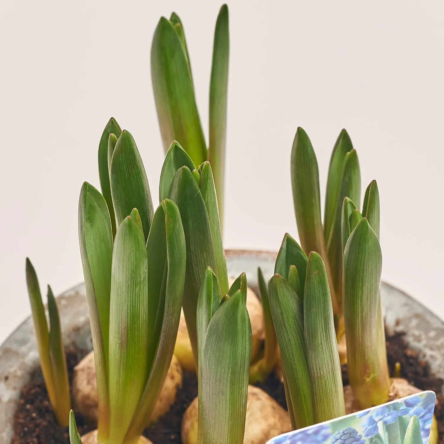 Зображення товару Мускарі Біг Смайл, артикул: 55438