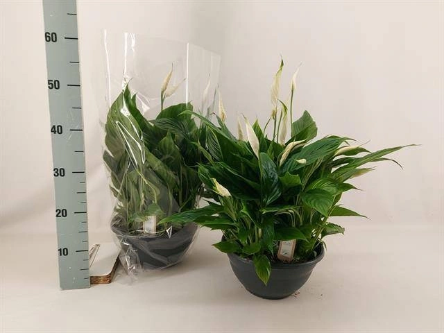 Спатифіллум Шопен, артикул: 56281 Зображення товару Спатифіллум Шопен, артикул: 56281