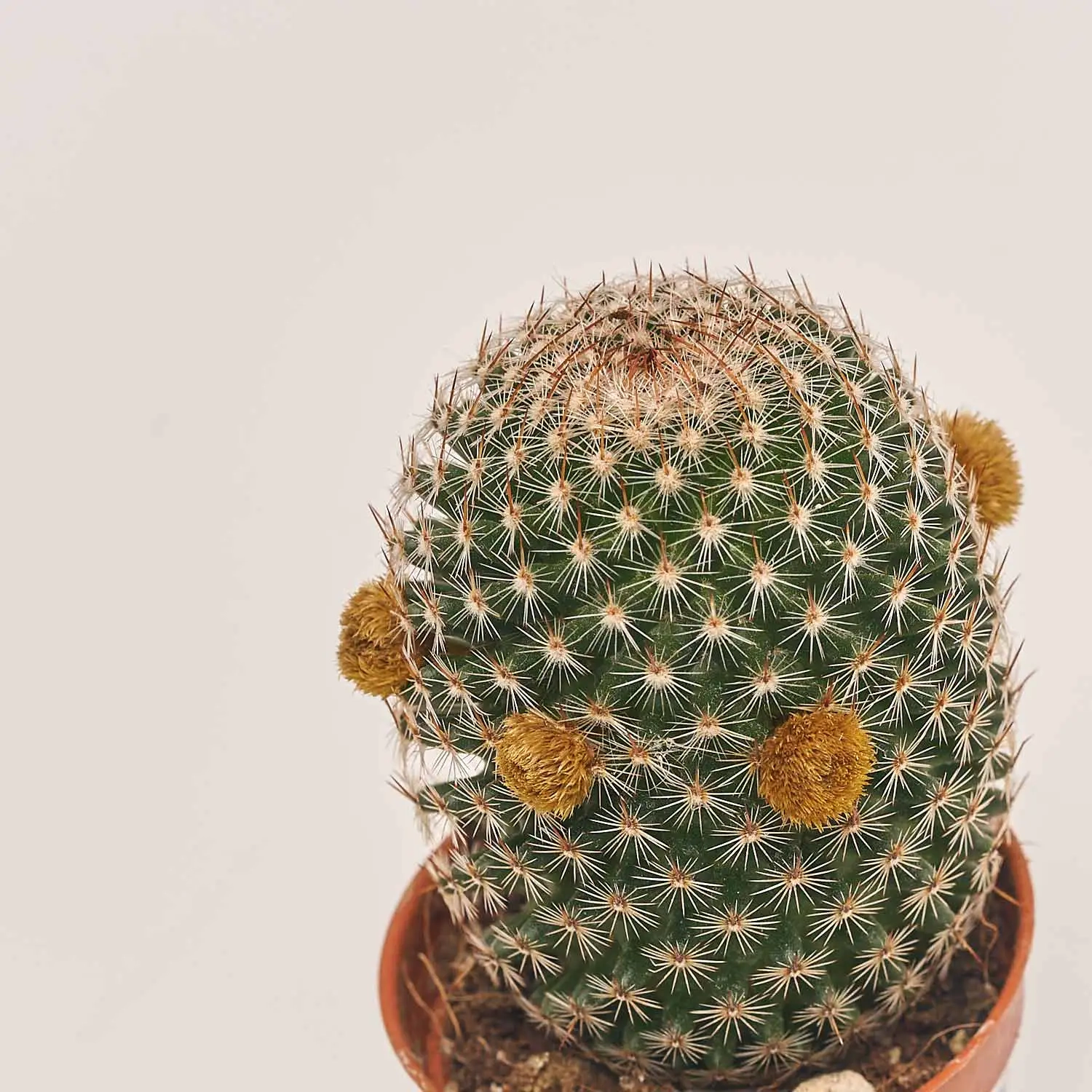 Кактус з квітами, артикул: 53320 Зображення товару Кактус з квітами, артикул: 53320