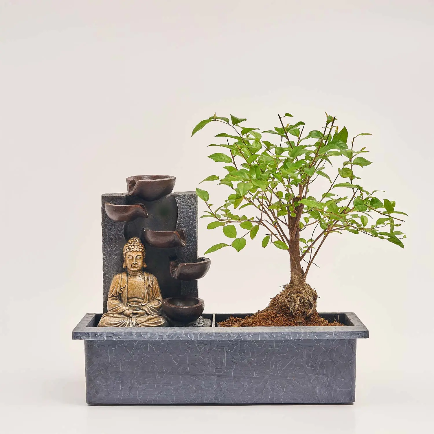 Зображення товару Бонсай мікс, артикул: 17945