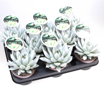 Зображення товару Ехеверія Міранда люмінісцентна, артикул: 54109