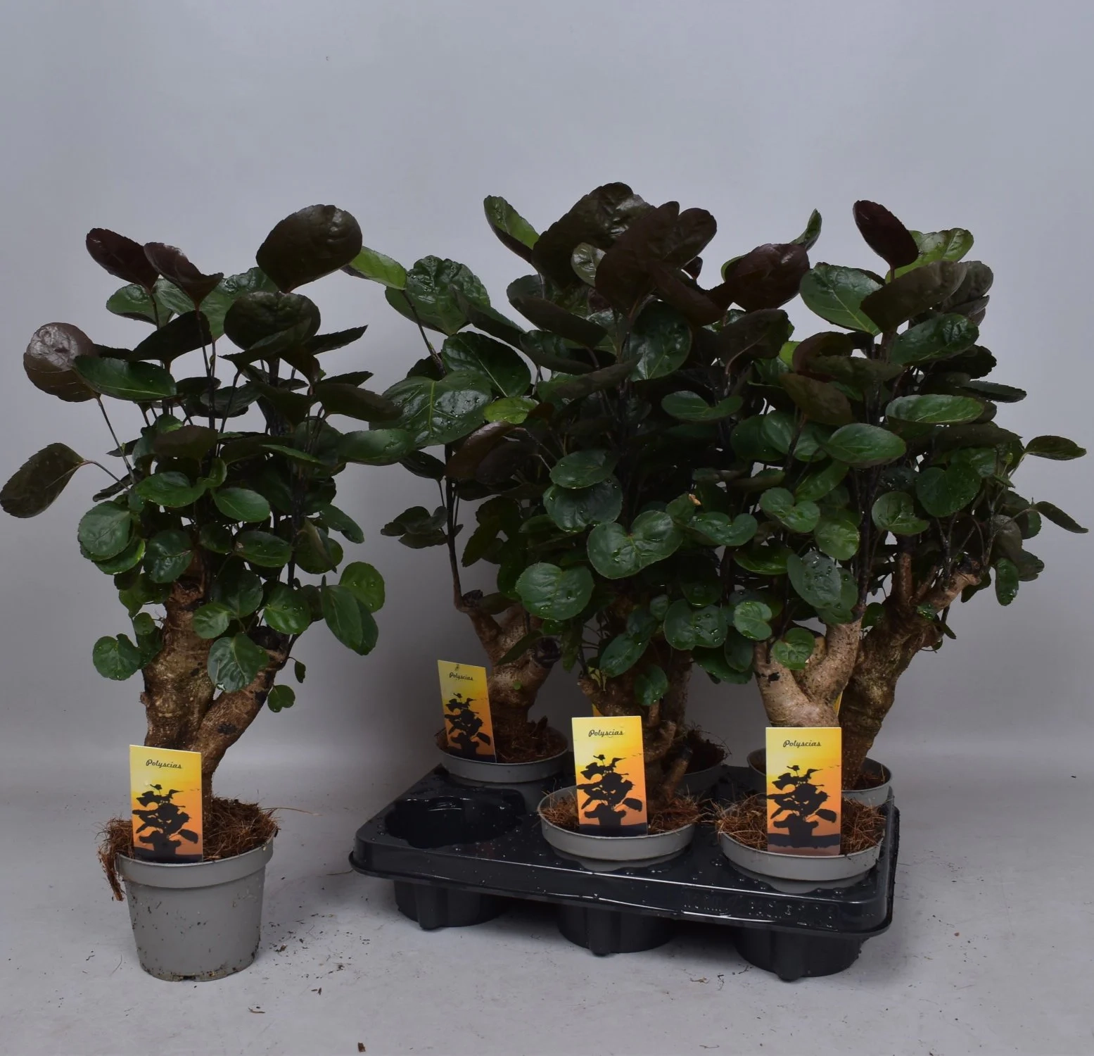 Зображення товару Полісціас Фабіан, артикул: 57000