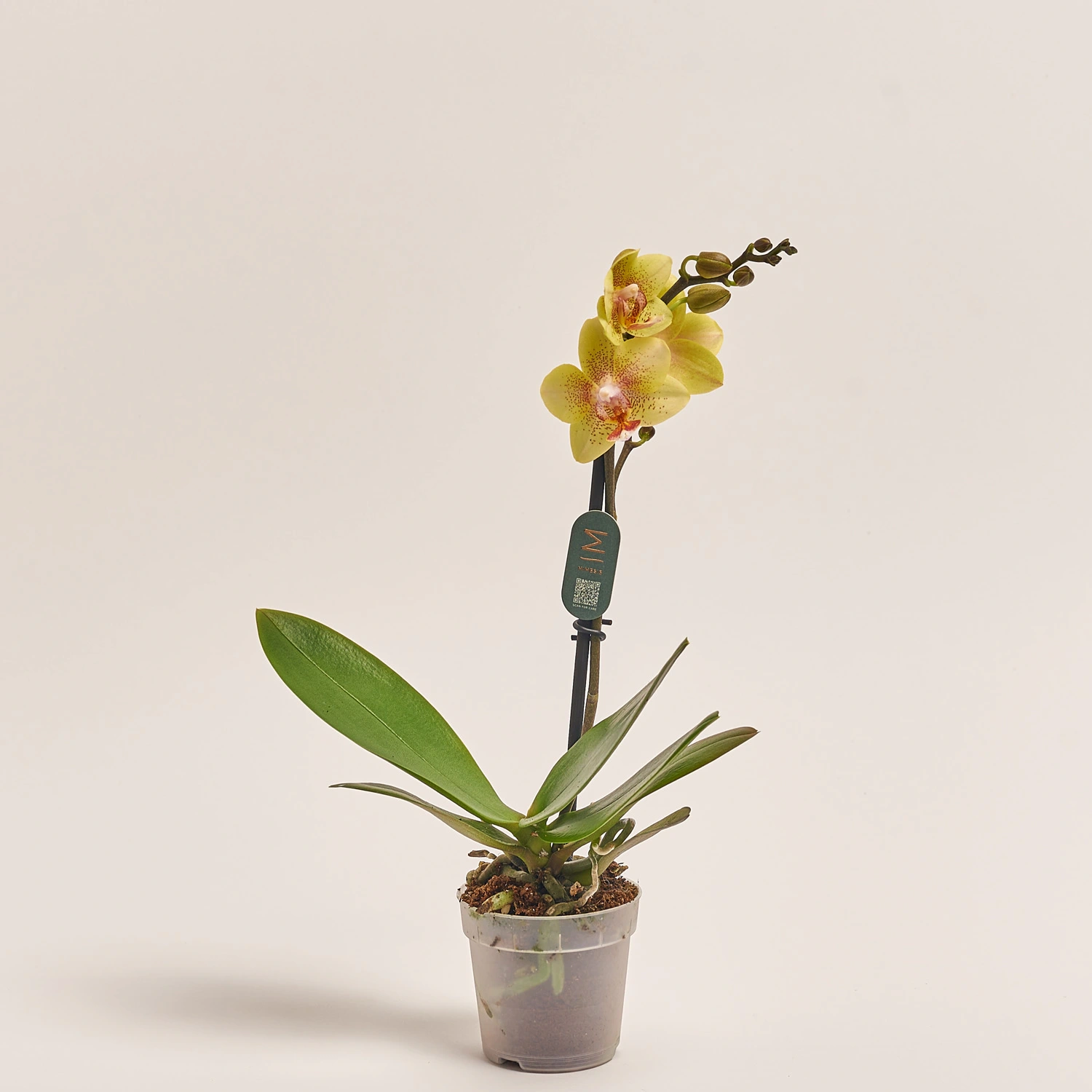 Зображення товару Фаленопсис мультифлора 1ст. мікс, артикул: 53125