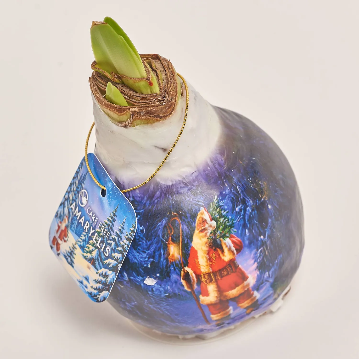 Зображення товару Амариліс Санта принт у воску, артикул: 54185