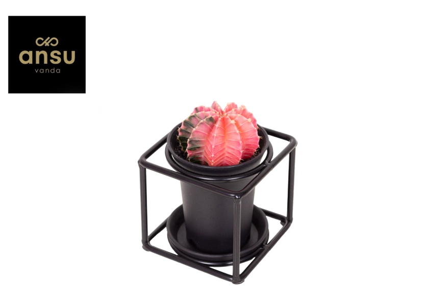 Зображення товару Гімнокаліциум Варієгатний "Дизайн Флейм" в метал. рамці, артикул: 54802