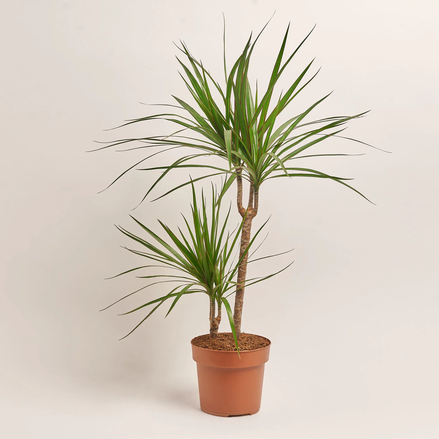 Зображення товару Драцена Маргіната 2ст., артикул: 26452