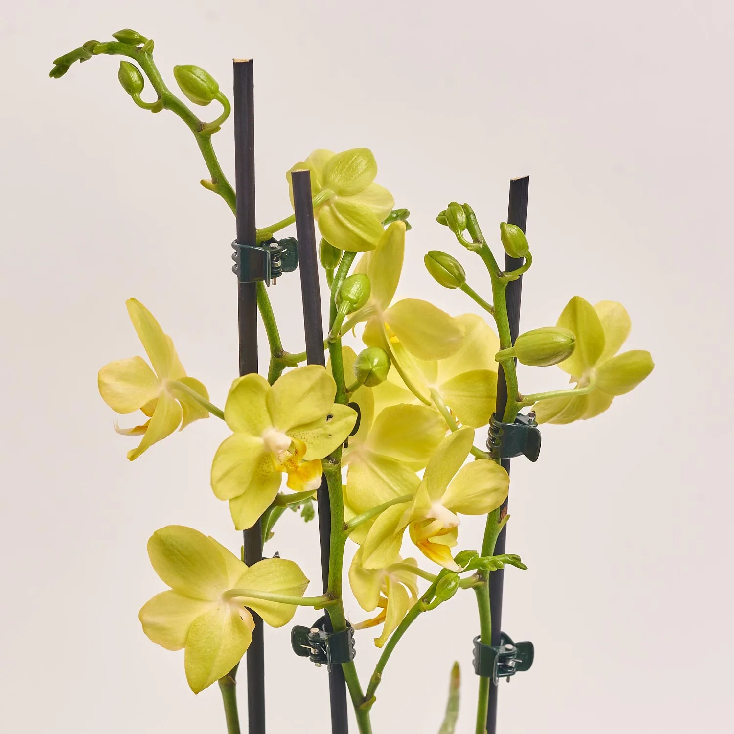 Зображення товару Фаленопсис "Вольтера" 2ст. в кер., артикул: 55606