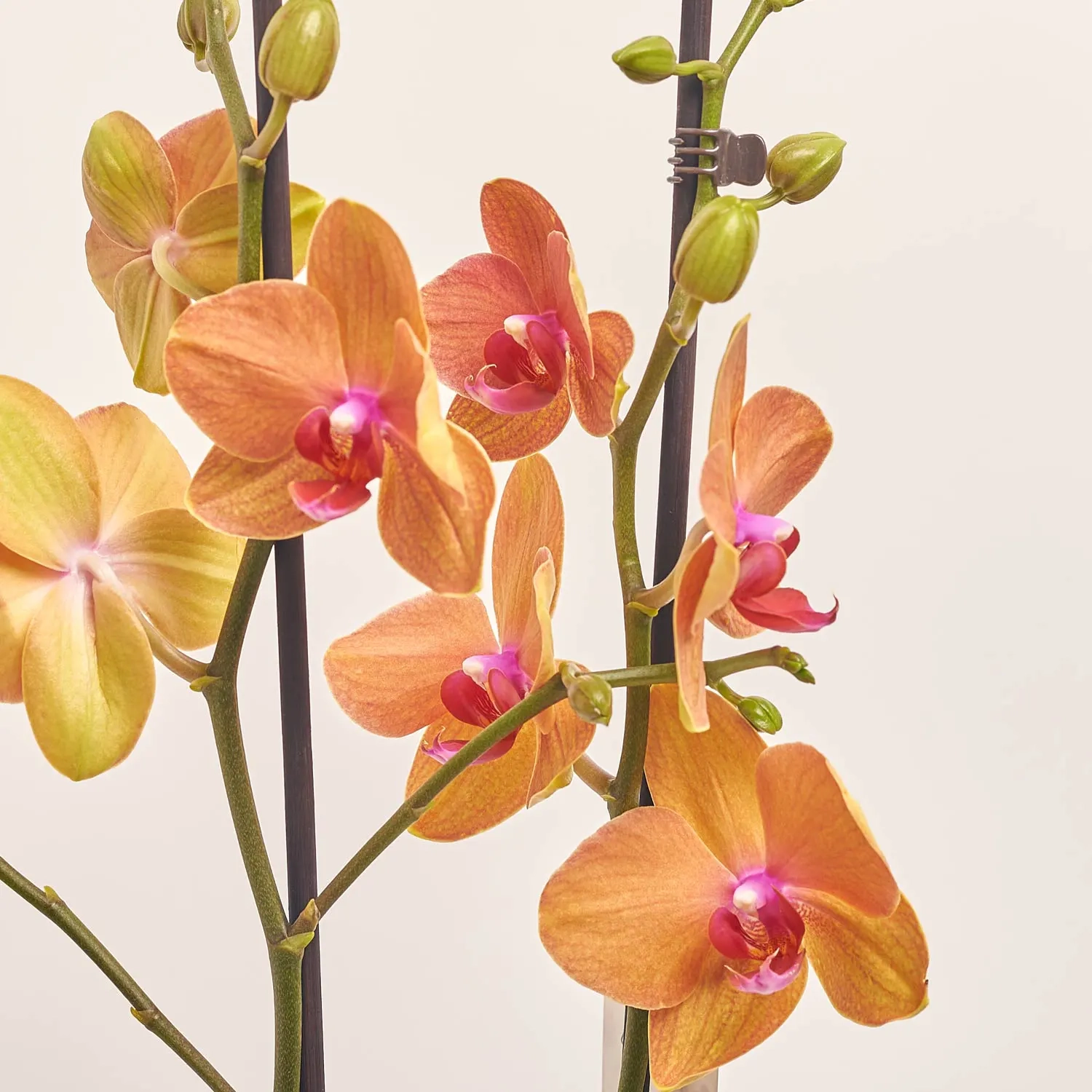 Зображення товару Фаленопсис 2ст. мікс, артикул: 19290