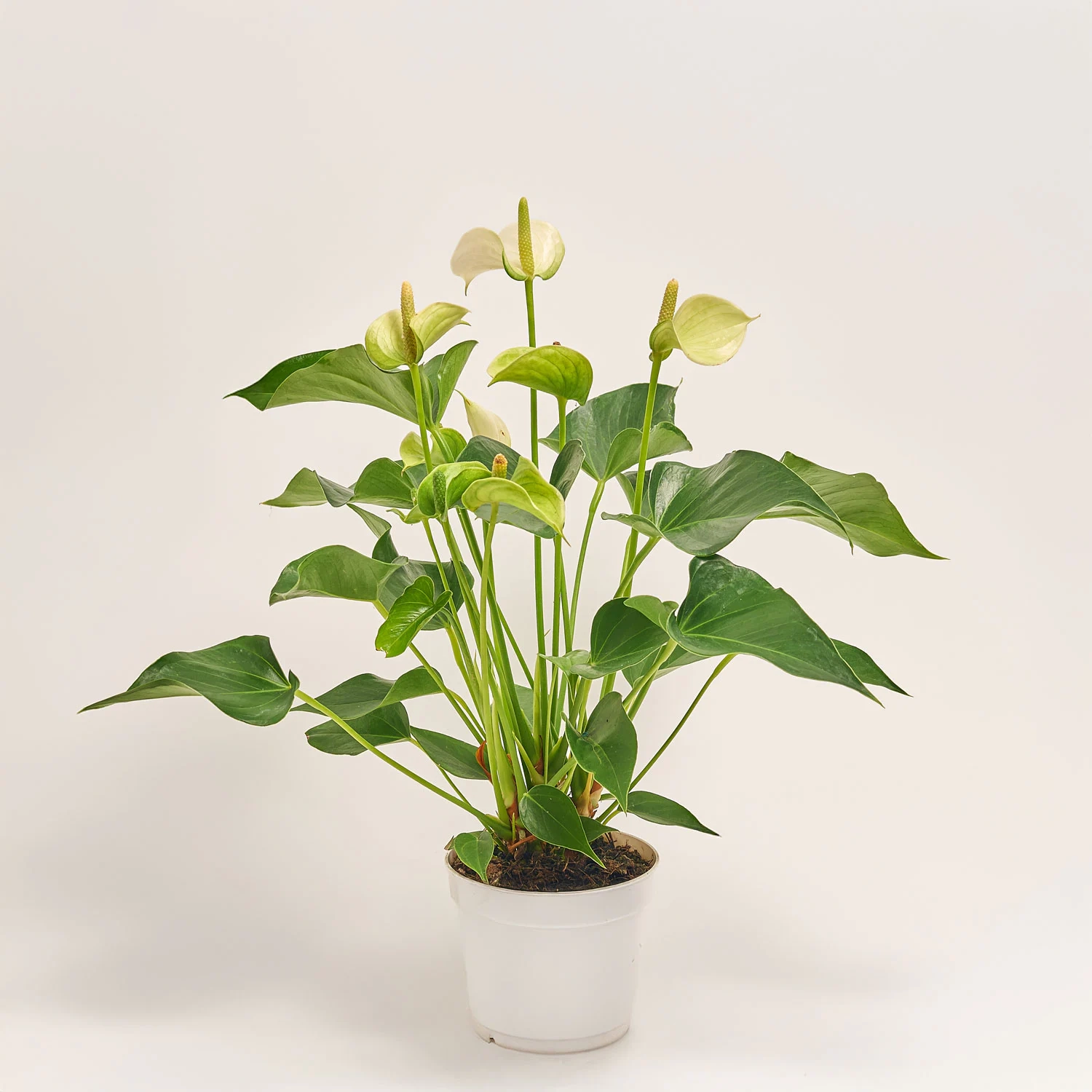 Зображення товару Антуріум Кокос, артикул: 52611