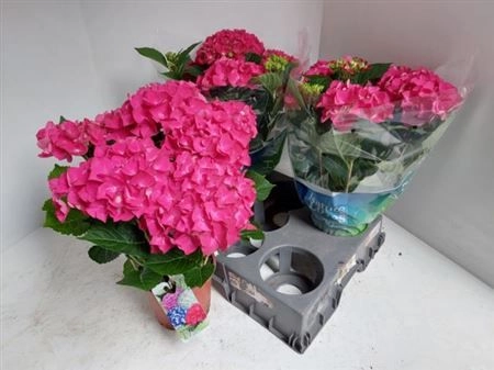 Зображення товару Гортензія рожева 7ст., артикул: 26366