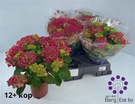 Зображення товару Гортензія червона 10ст., артикул: 50700