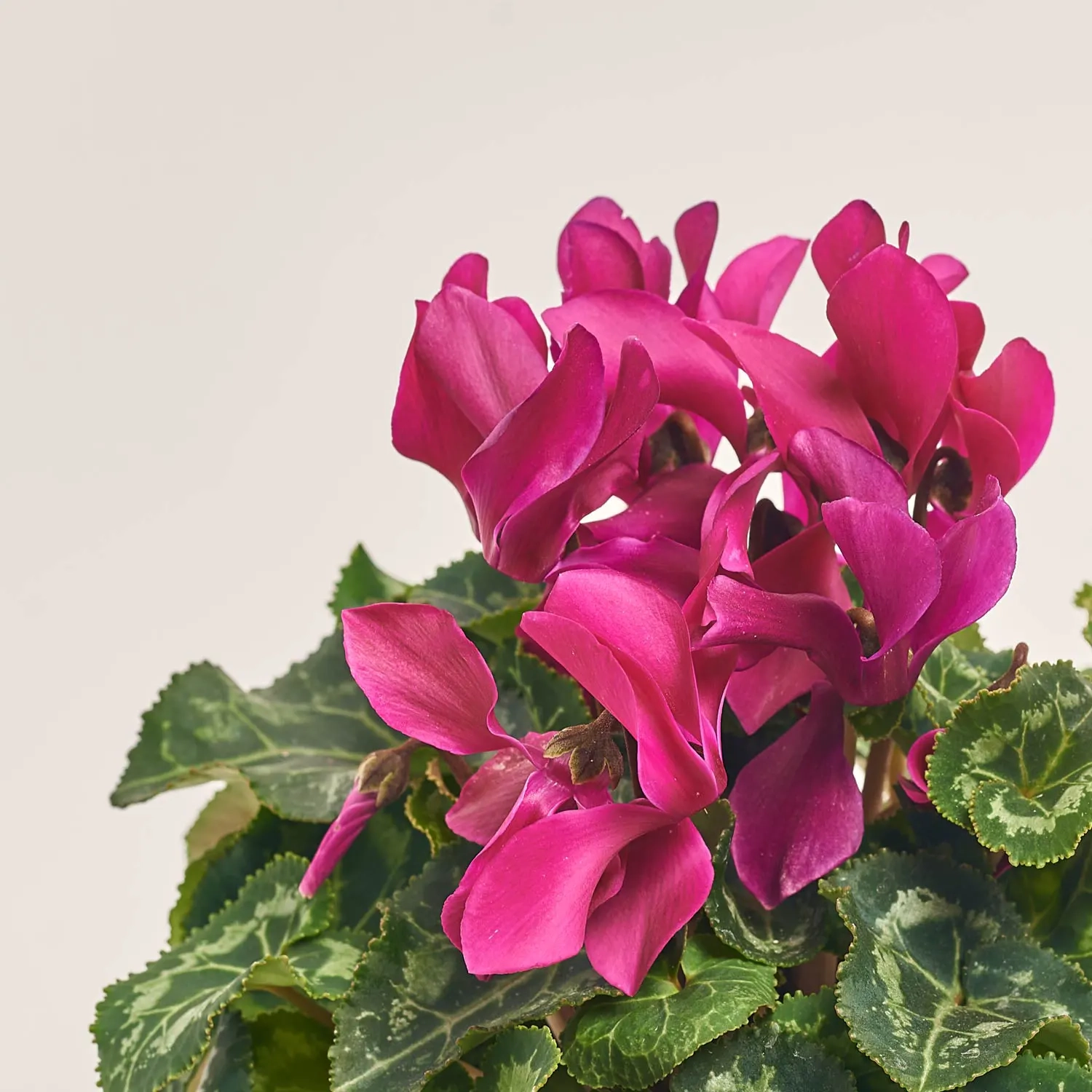 Зображення товару Цикламен Макарон мікс, артикул: 53272