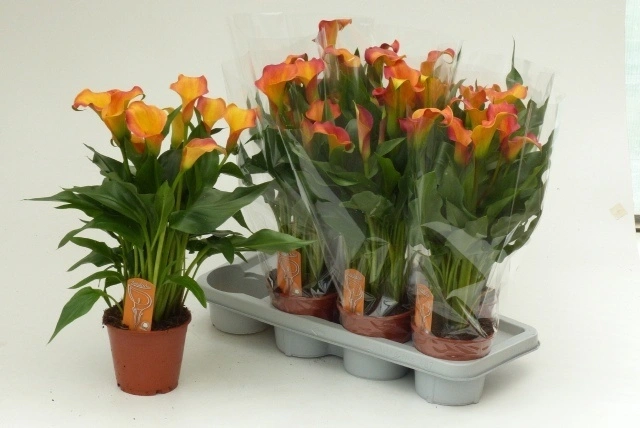 Зображення товару Зантедескія Капітан Лідо, артикул: 57198