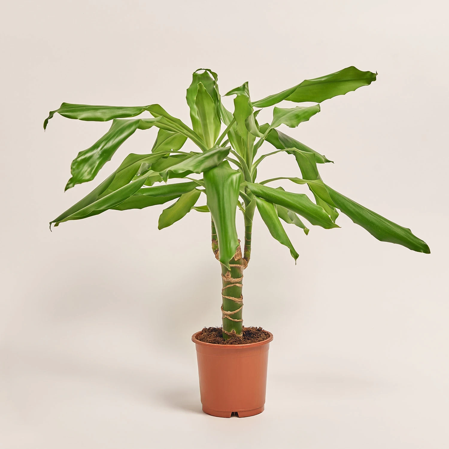 Драцена Фраг Стеуднері 1ст., артикул: 1349 Зображення товару Драцена Фраг Стеуднері 1ст., артикул: 1349