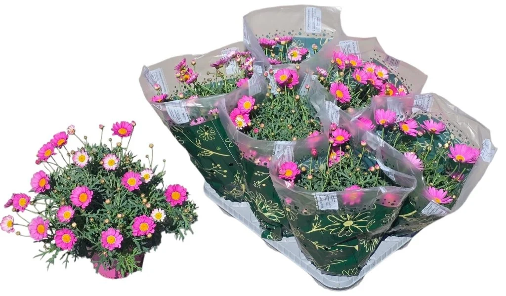 Зображення товару Аргірантемум рожевий, артикул: 57443