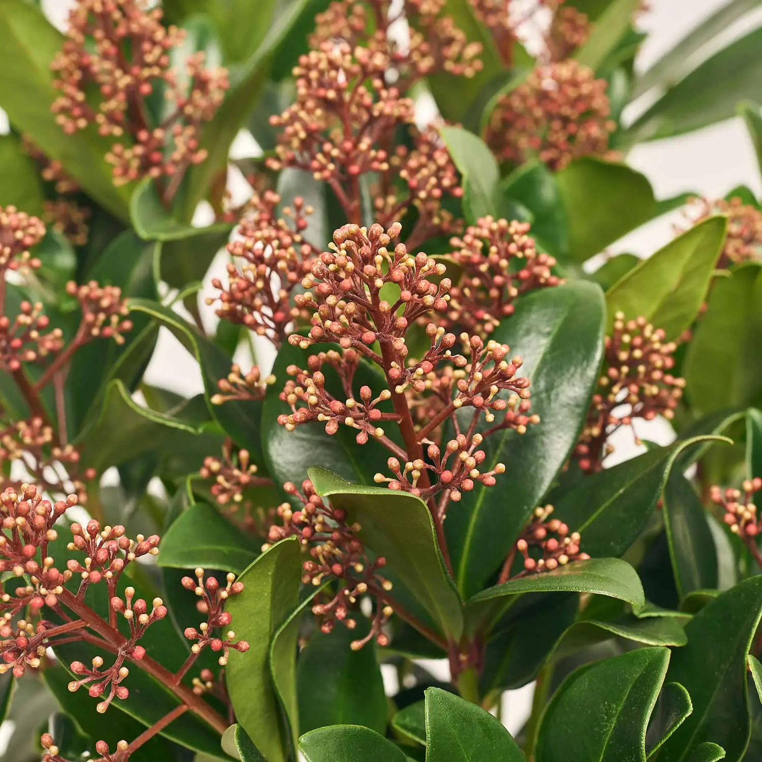 Зображення товару Скімія Рубелла, артикул: 51625