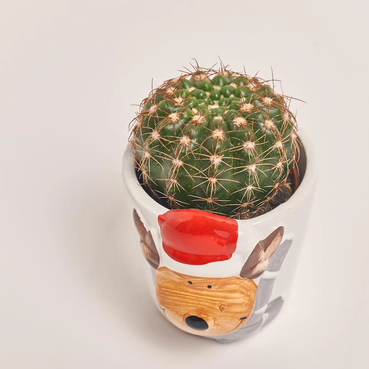 Кактус "Новорічний мікс" в кер., артикул: 53597 Зображення товару Кактус "Новорічний мікс" в кер., артикул: 53597