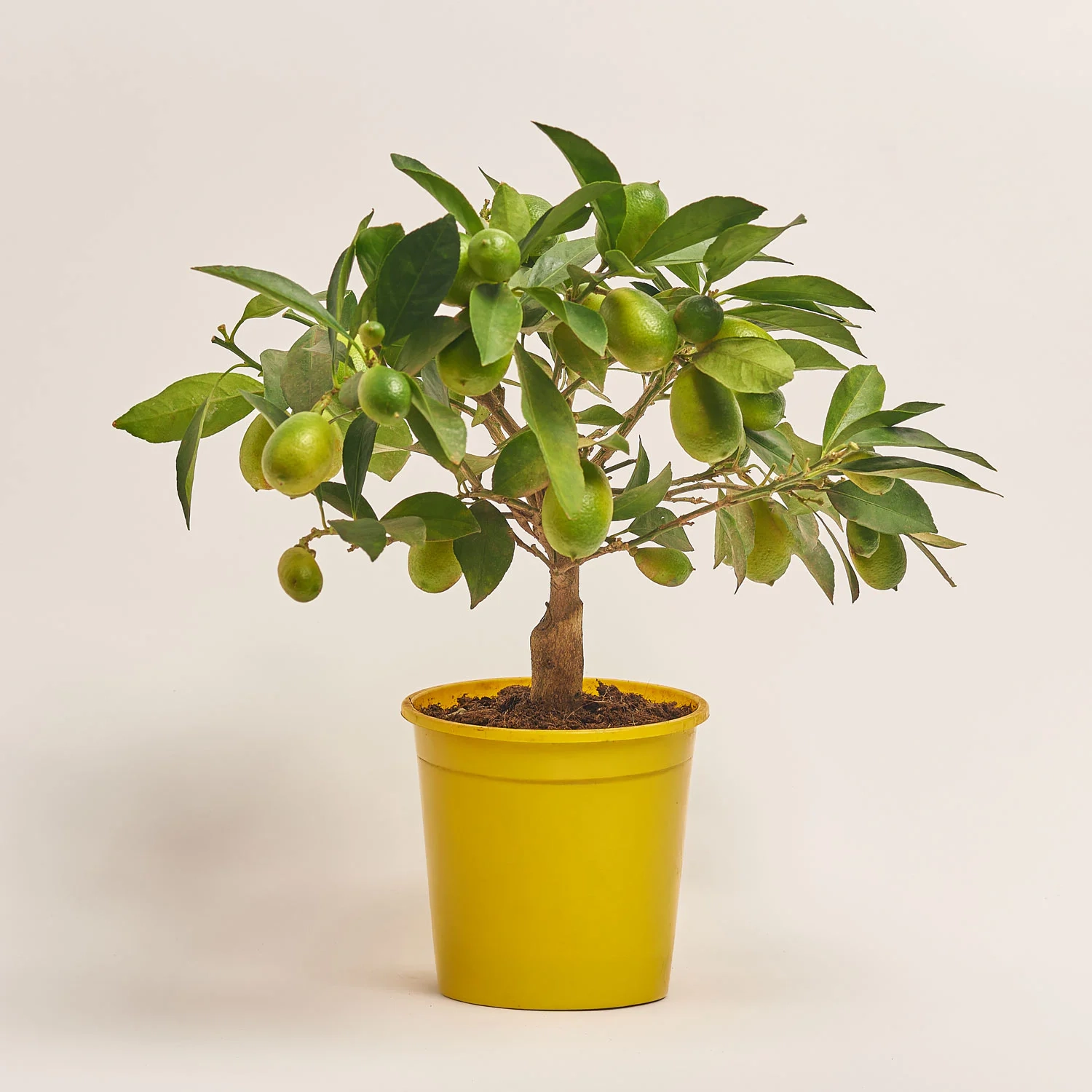 Цитрофортунелла Флорідана, артикул: 20633 Зображення товару Цитрофортунелла Флорідана, артикул: 20633