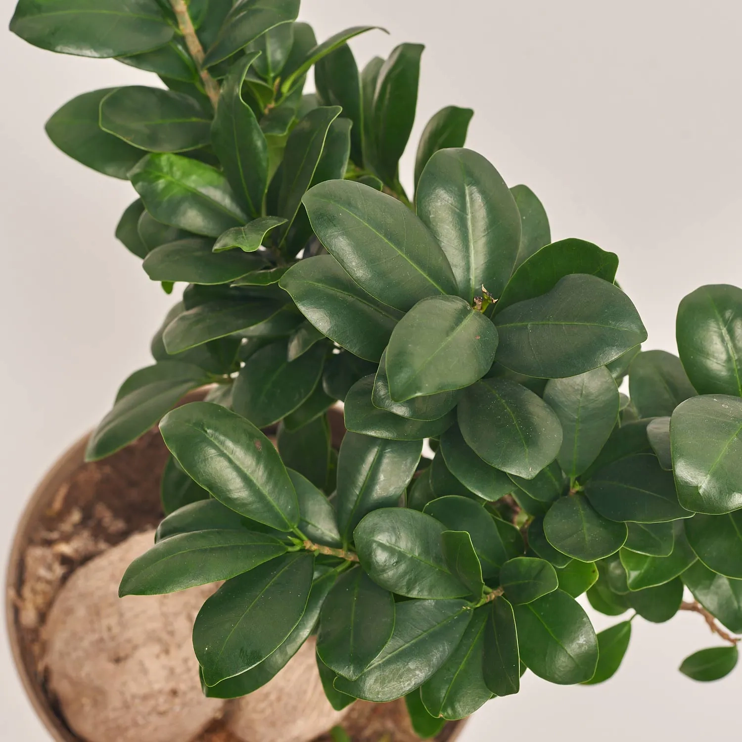 Зображення товару Фікус мікрокарпа Гінсенг, артикул: 39483