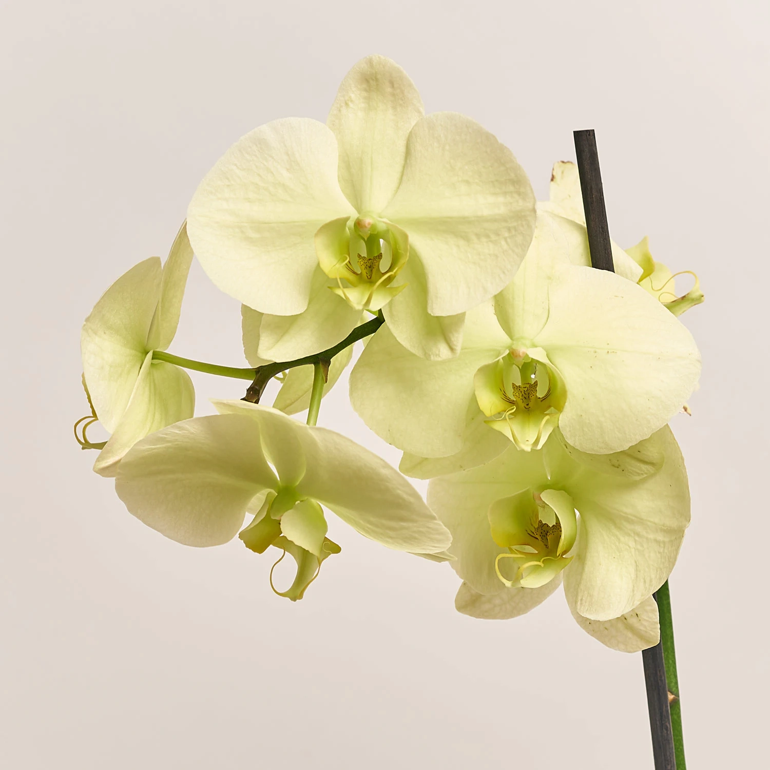 Зображення товару Фаленопсис 2ст. мікс, артикул: 18519