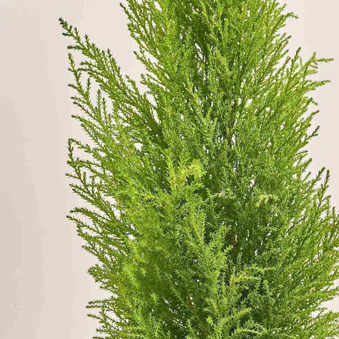 Зображення товару Кипарис та Кашпо Сет 118, артикул: 53724