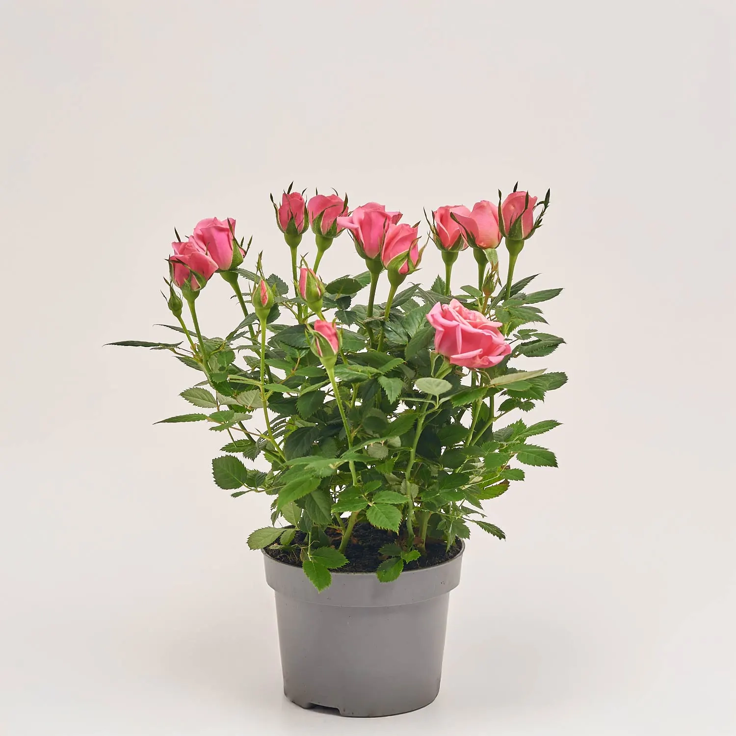 Троянда Кордана Флірт d10 (25-30), артикул: 40568 Зображення товару Троянда Кордана Флірт d10 (25-30), артикул: 40568