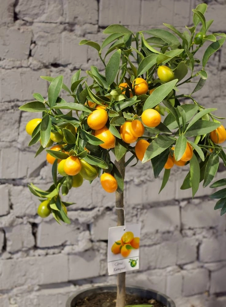 Зображення товару Цитрофортунелла Маргаріта, артикул: 24574