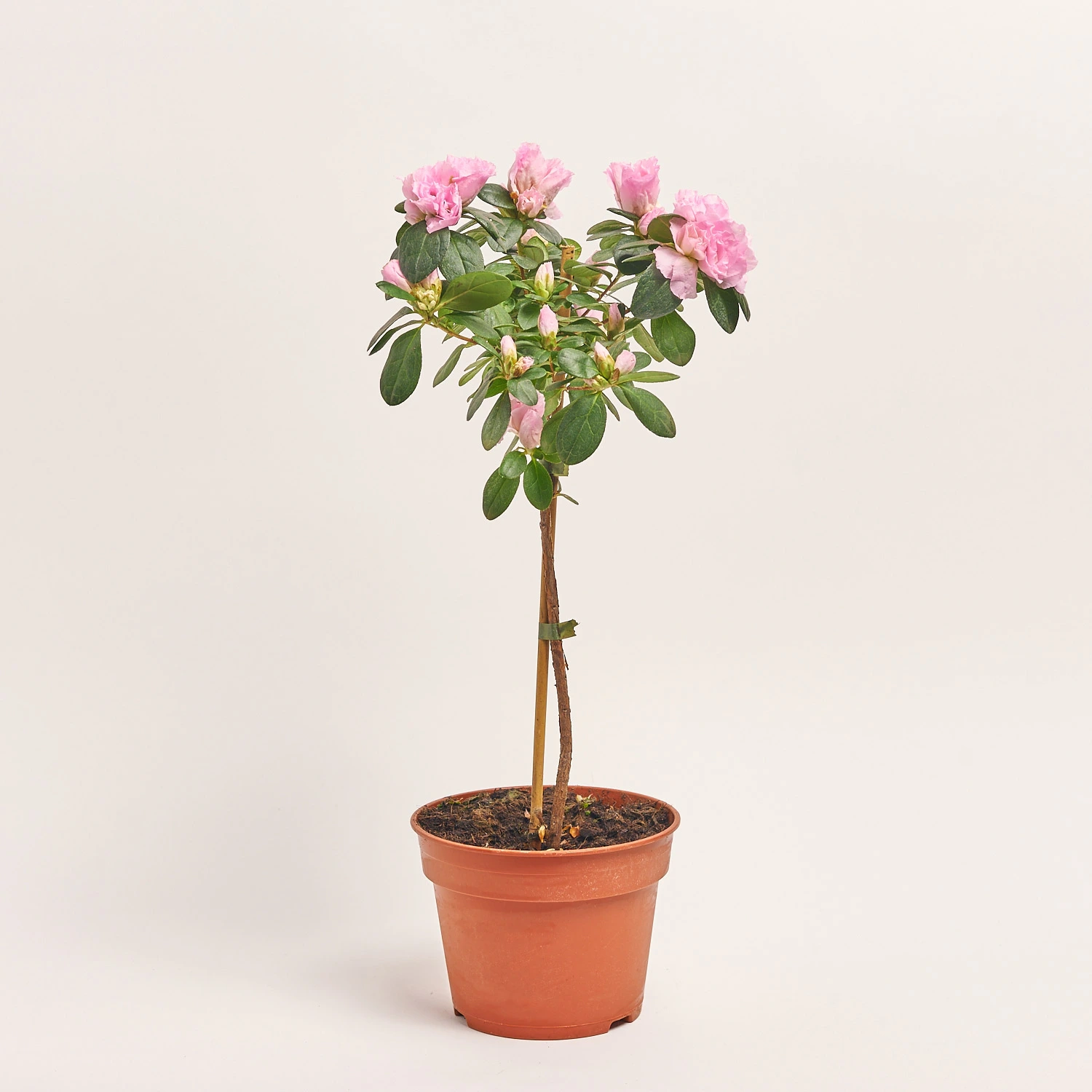 Азалія мікс штам., артикул: 25148 Зображення товару Азалія мікс штам., артикул: 25148