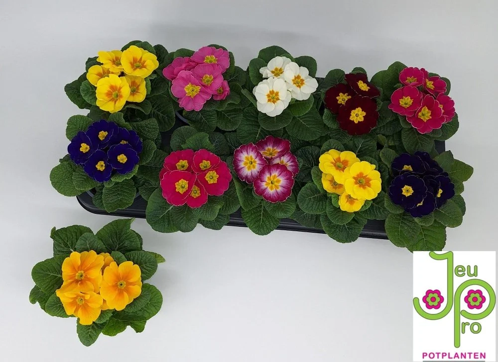 Зображення товару Примула Парадісо мікс, артикул: 56897