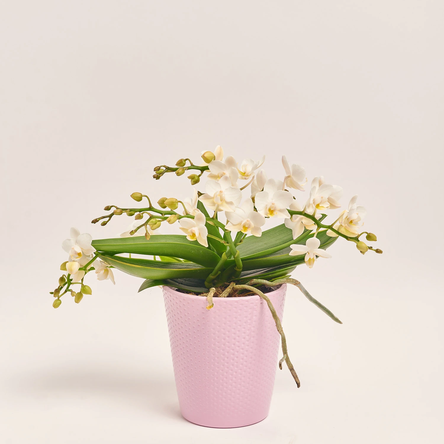 Фаленопсис Мф "Назаре" 4ст. в кер., артикул: 49370 Зображення товару Фаленопсис Мф "Назаре" 4ст. в кер., артикул: 49370